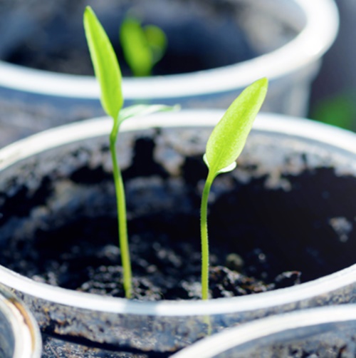 아스트라제네카 관련주 이미지 입니다.