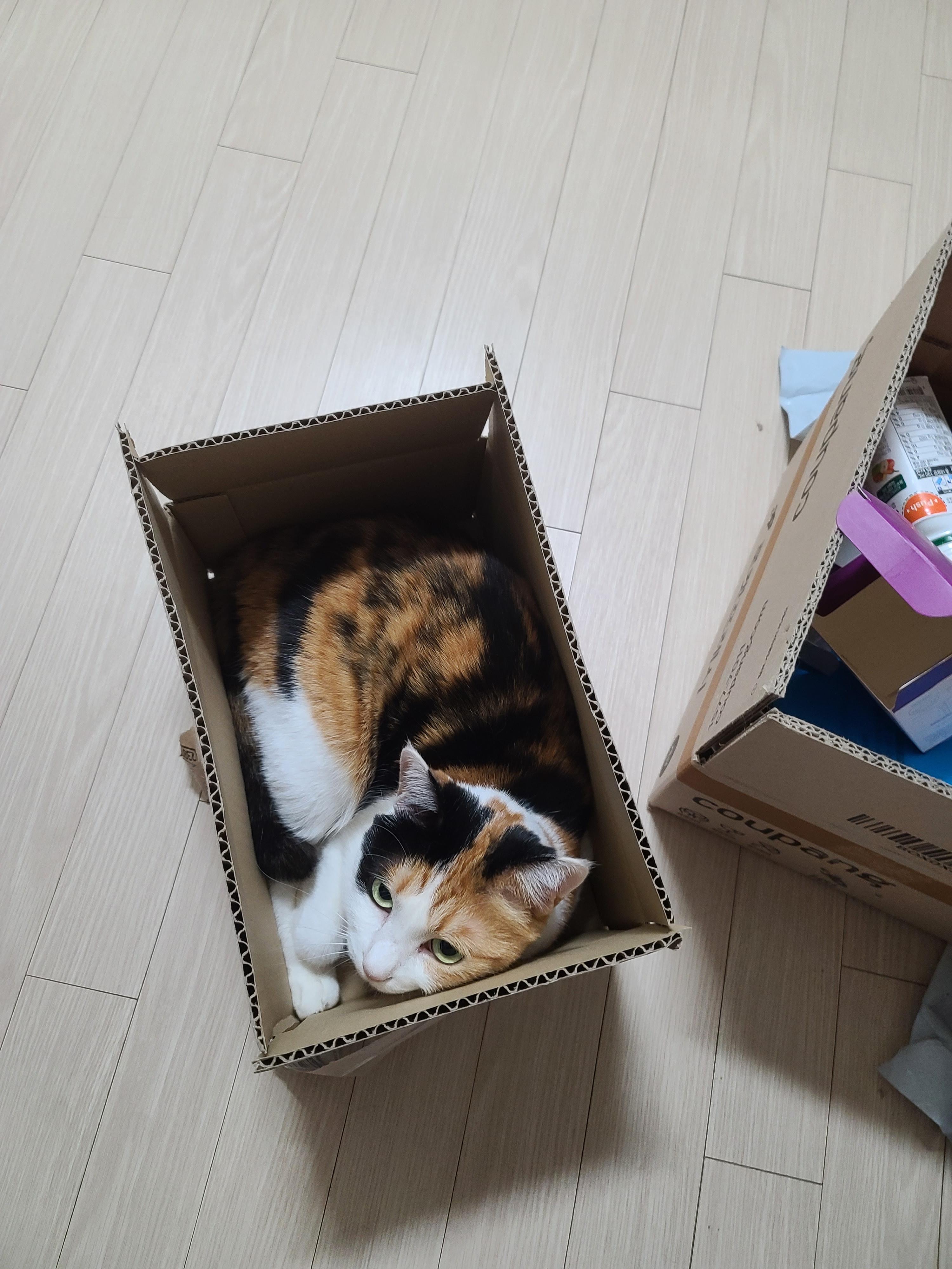 사차원 요미의 짧고 귀여운 이야기들