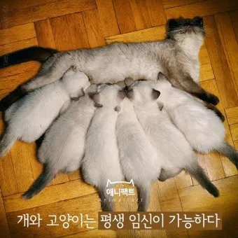 고양이 임신 기간 주기 가능나이 배모양_8