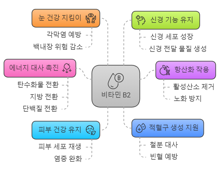 비타민 B2 효능