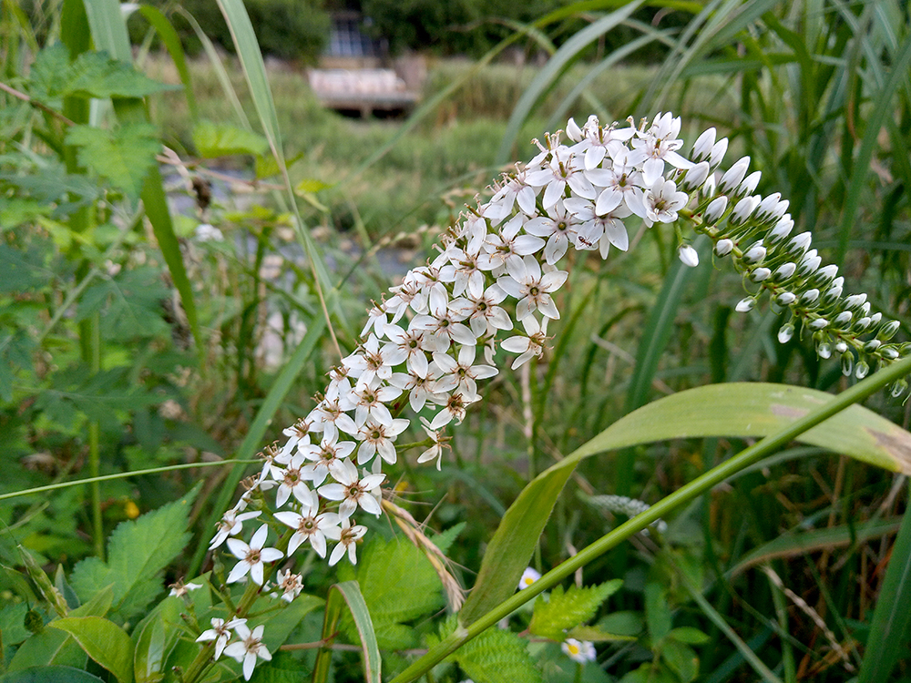 사료기부 펫워크챌린지