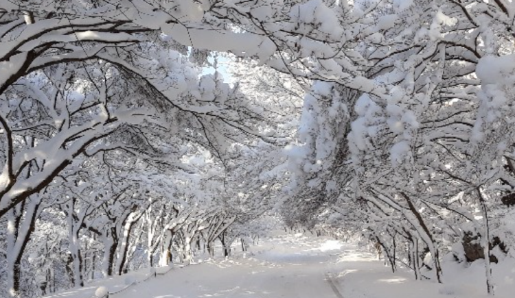 내장산 케이블카
