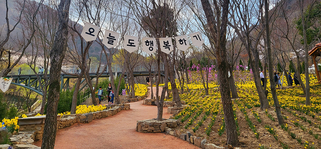 월아산 숲속의진주 수국 명소 가이드! 개화시기, 관람 코스, 포토존 완벽 정리