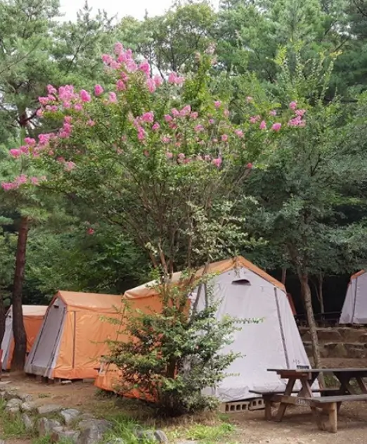 서울대공원-캠핑장-촬영된-사진