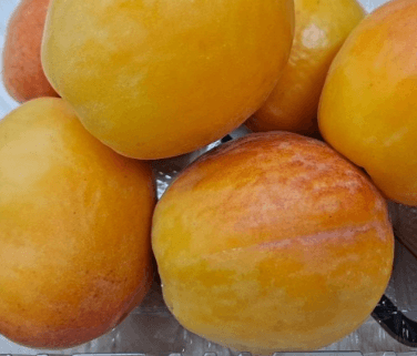 [6시 내고향] 영주 망고링 플럼코트 심포니(자두+살구) 택배주문 산지직송