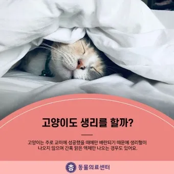 &amp;quot;고양이