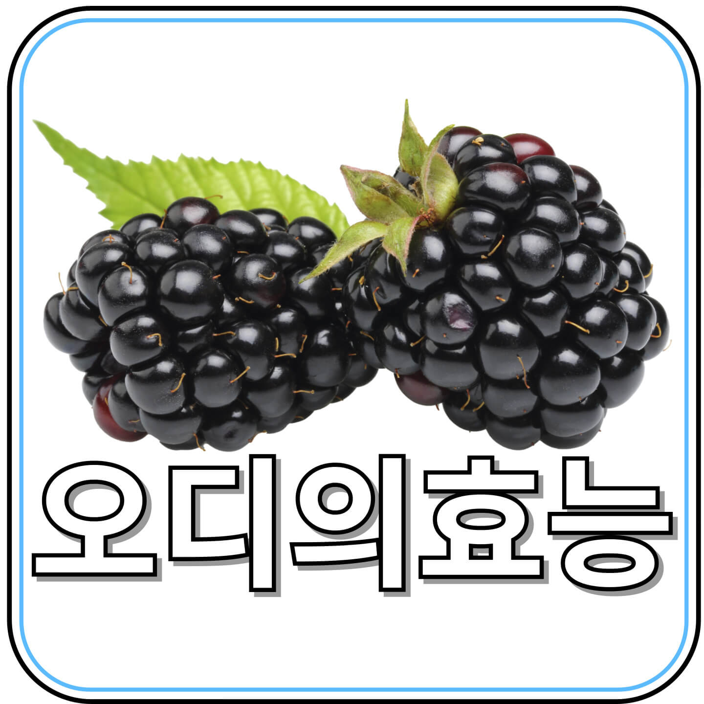 오디 효능부터 부작용, 보관법, 먹는 법까지 총정리