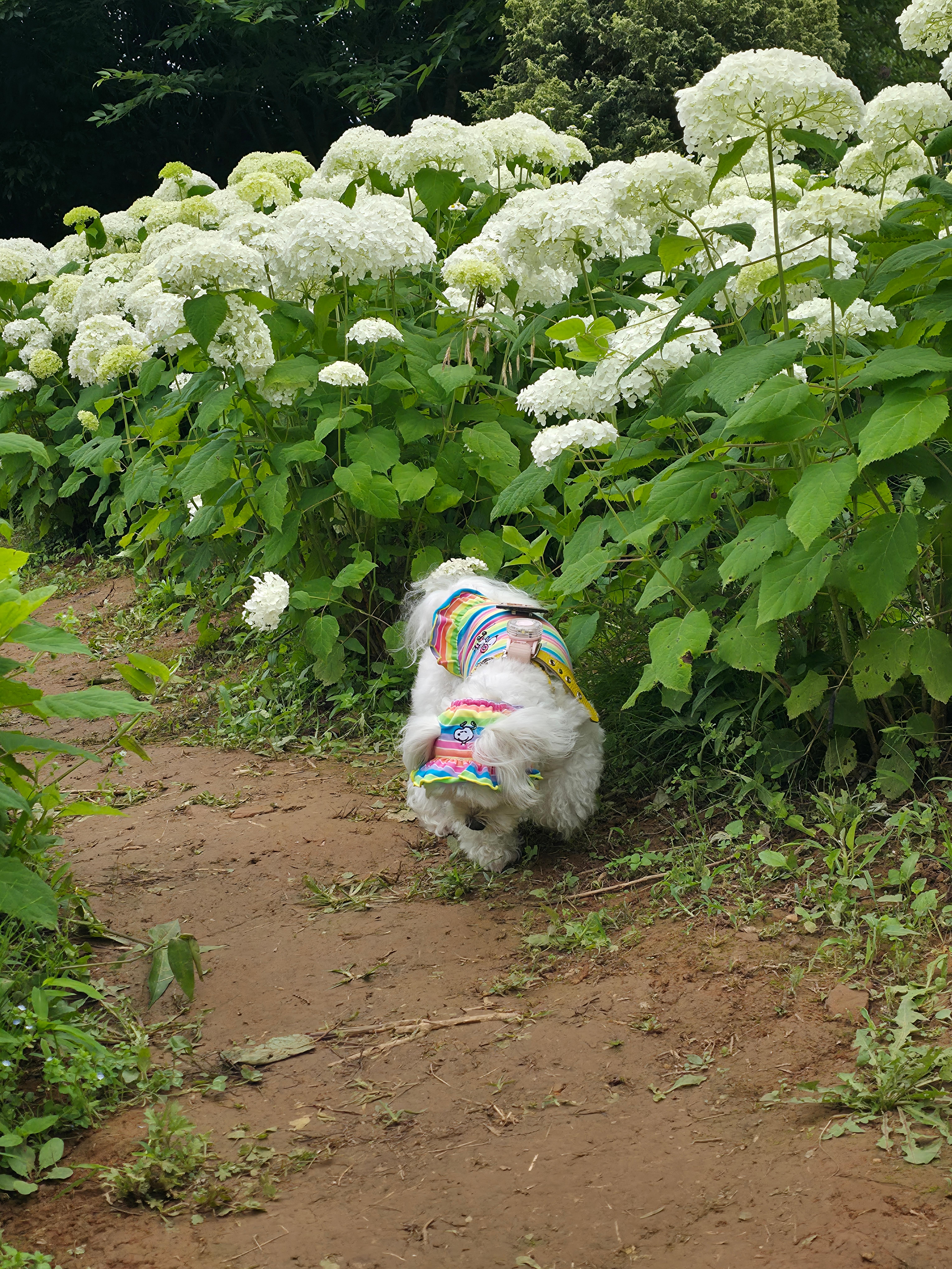 팜카밀레 허브농원에서 라떼와 찍은 사진