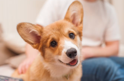강아지가 스트레스를 쌓기 어려운 환경을 조성한다.