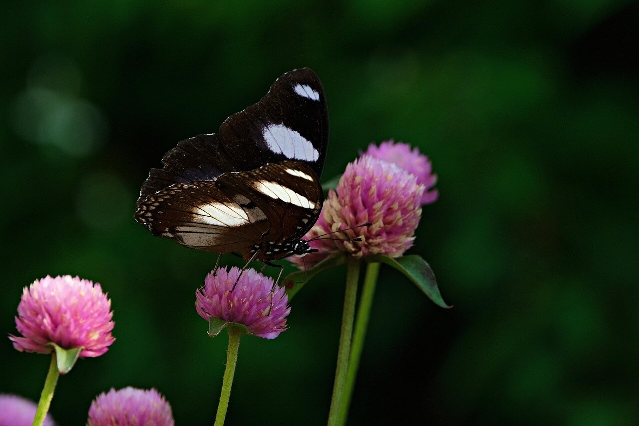 양주 나리공원 천만송이 천일홍축제