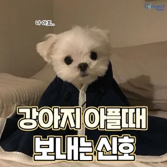 강아지 아플 때 증상 10가지 주의해야 할 건강 신호_5