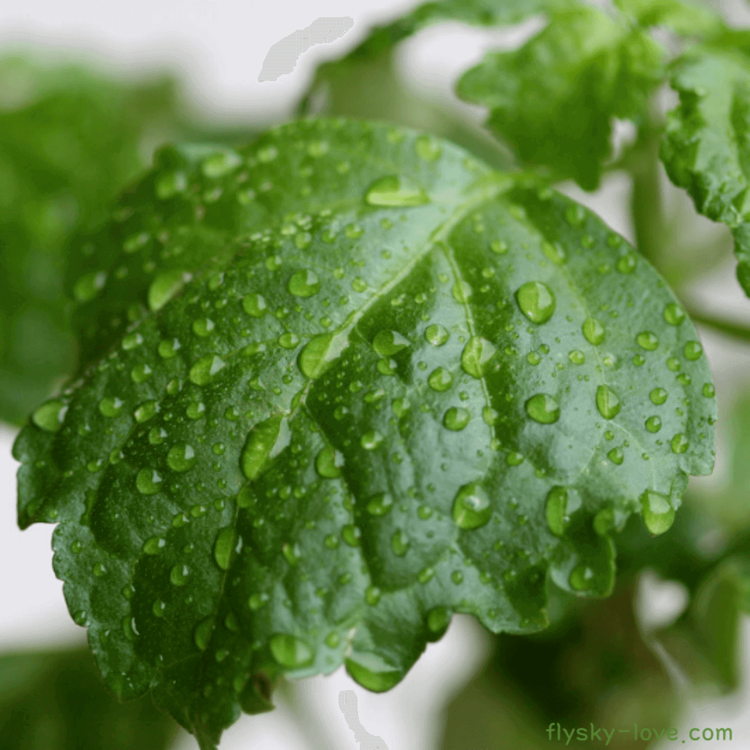 파촐리 (Patchouli)