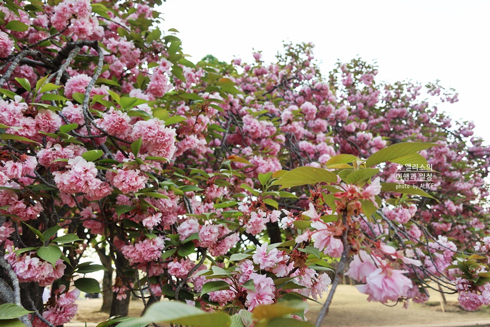 경주 불국사 겹벚꽃 위치, 명소 왕벚꽃 개화시기 (지금 만개), 주차정보