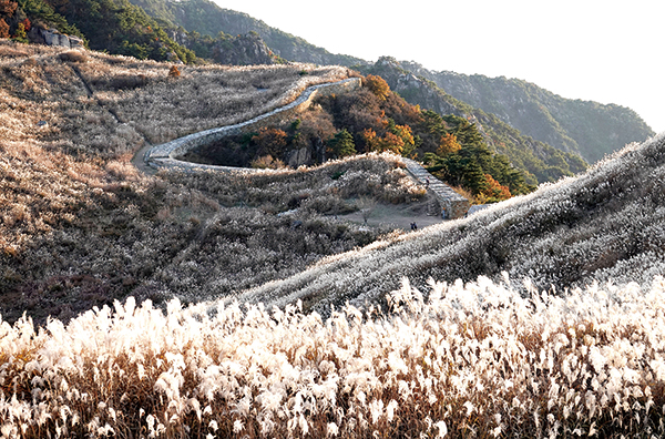 화왕산 억새밭