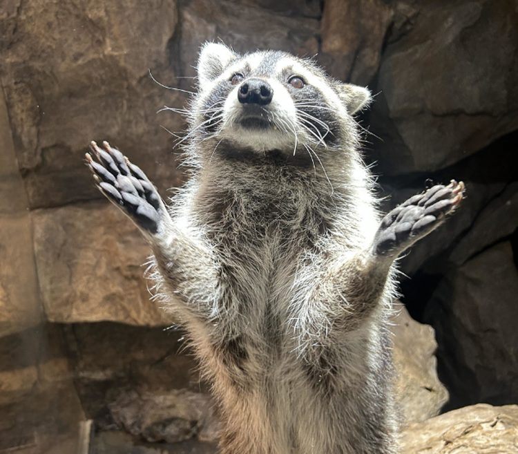가평 신비동물원