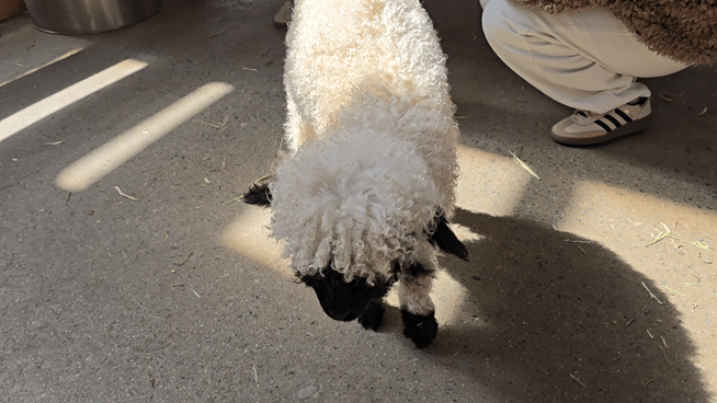 대관령 하늘목장 평창가볼만한곳 횡계가볼만한곳 .체험비.입장료