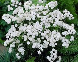 화이트캔디 꽃 이미지 사진