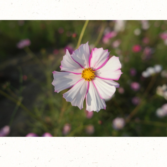 코스모스가 흔들리는 가을 길가