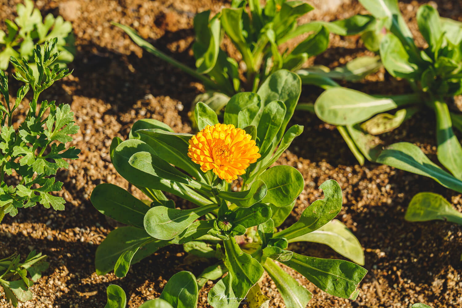 중앙공원 애견운동장