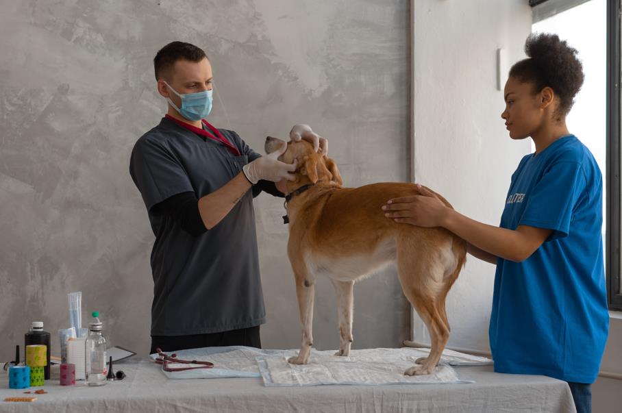 반려동물 파보 바이러스