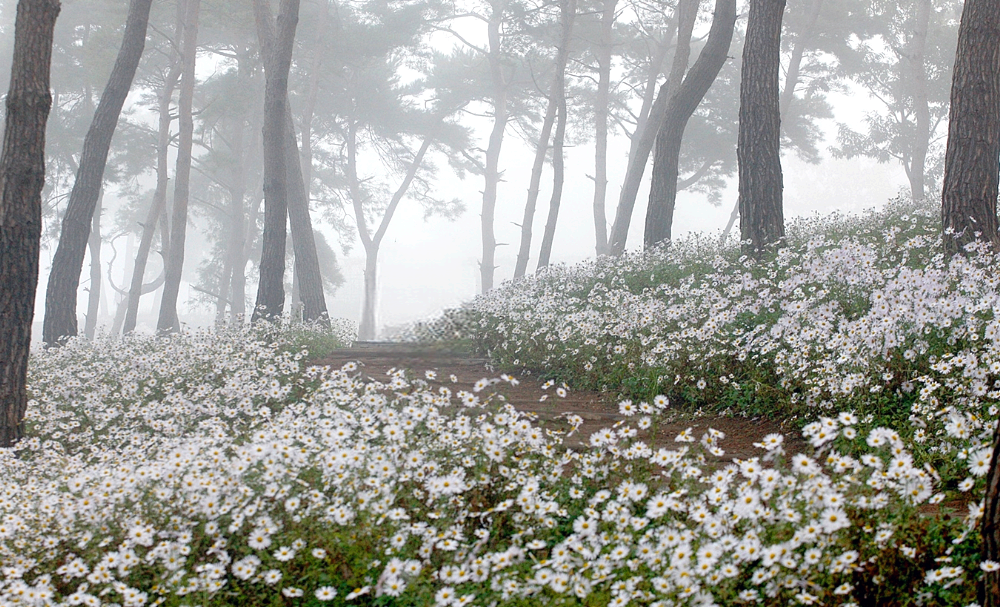 안개 속 구절초