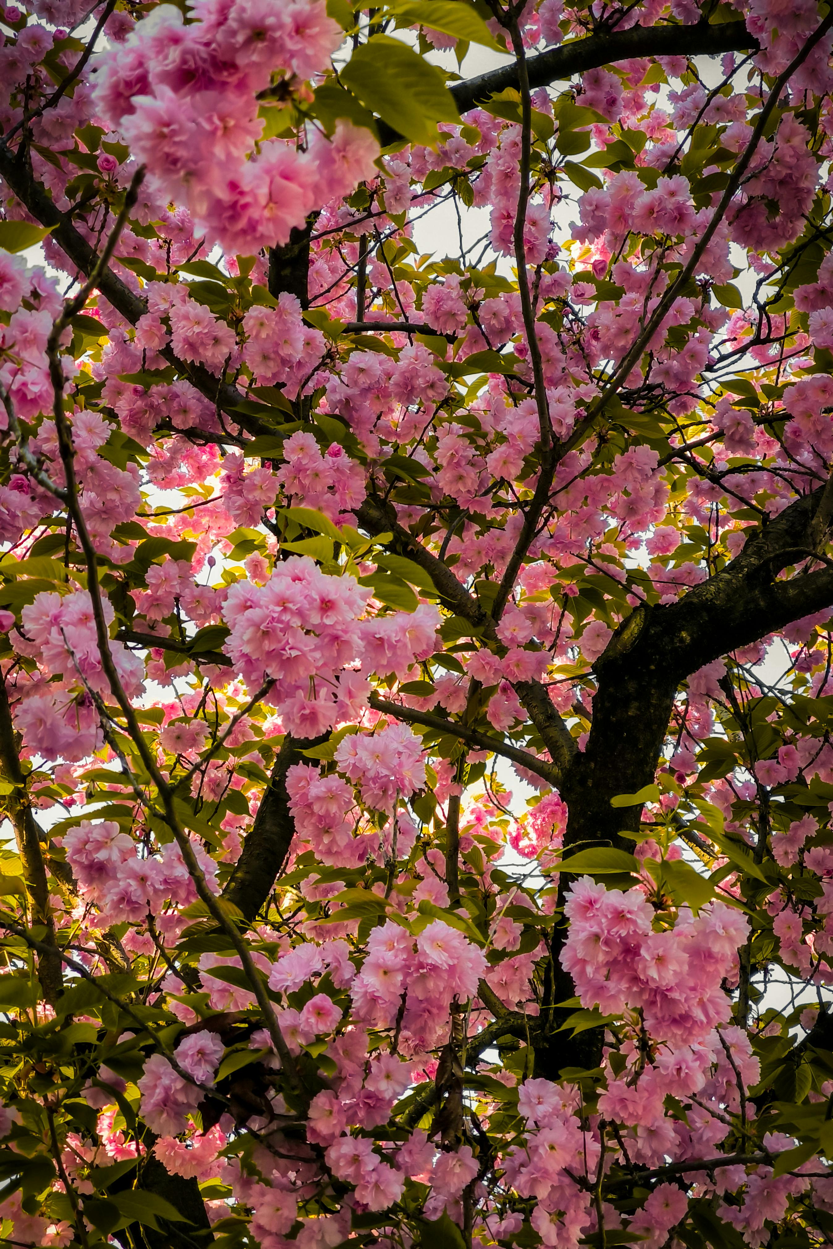 4월 봄나들이 핫플