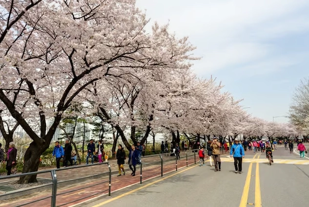 서울 여의도 윤중로 벚꽃길과 한강 배경
