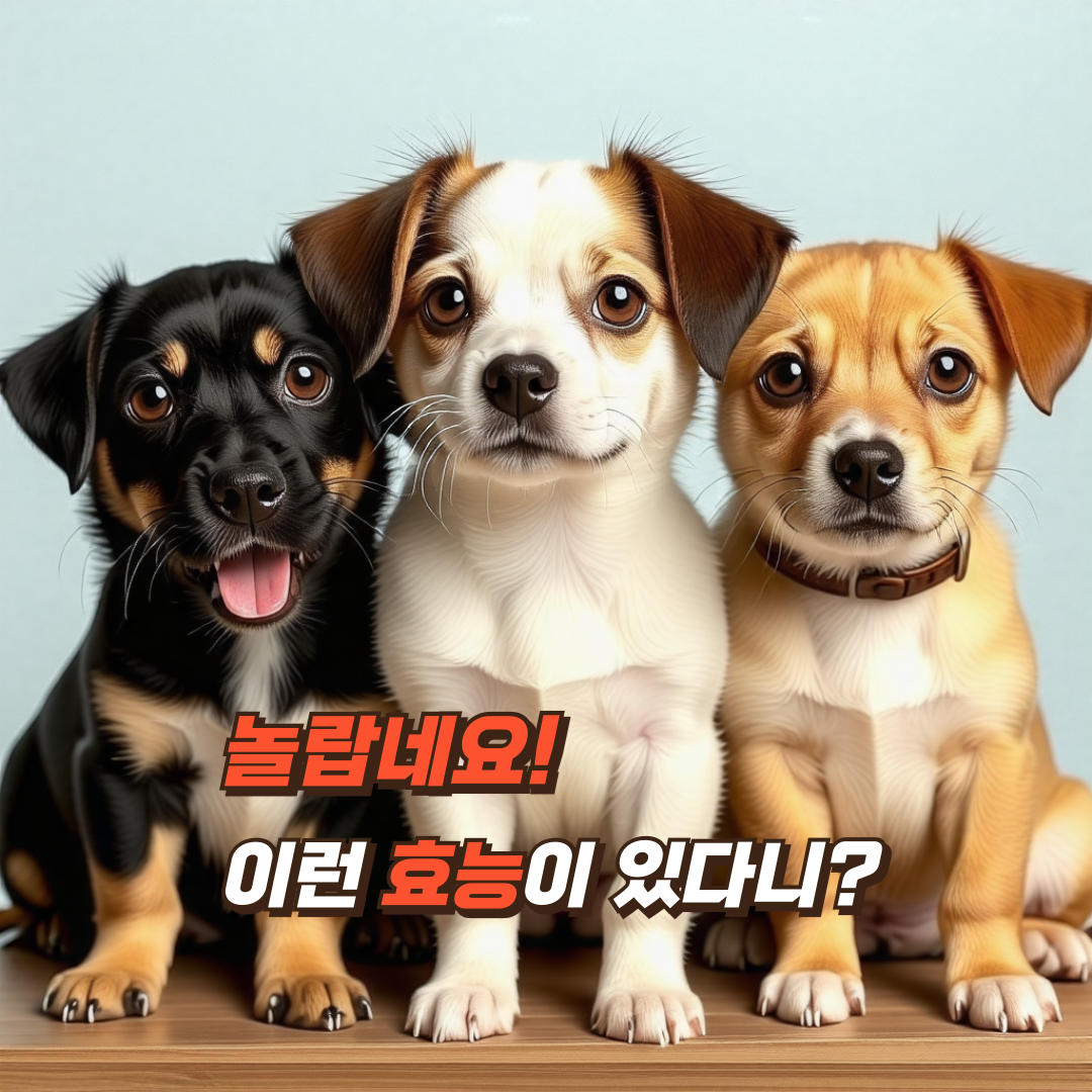 강아지-훈련사-추천