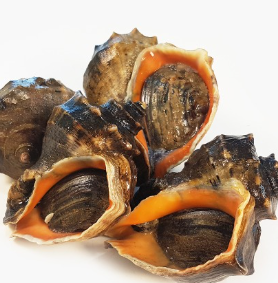 5월-제철-해산물-참소라