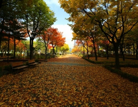 서울&middot;수도권 가을 피크닉 명소 총정리 : 단풍 아래에서 즐기는 힐링 한 끼