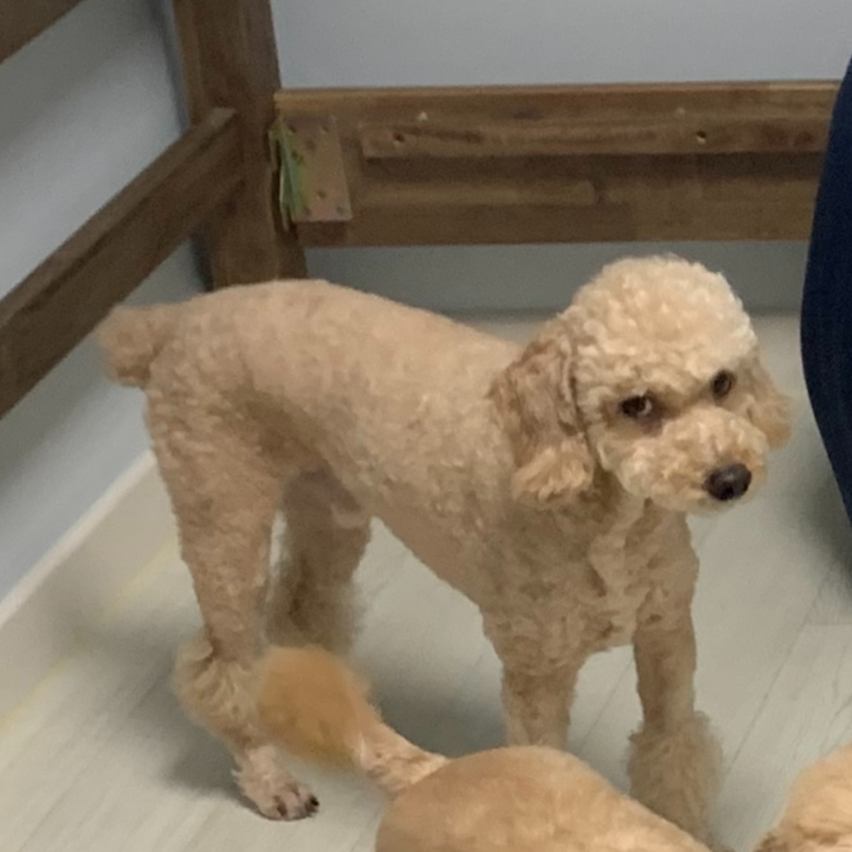 강아지 호두 아몬드 피스타치오 땅콩 마카다미아 피칸 먹어도 되나