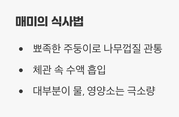 나무 수액만 마시는 대식가