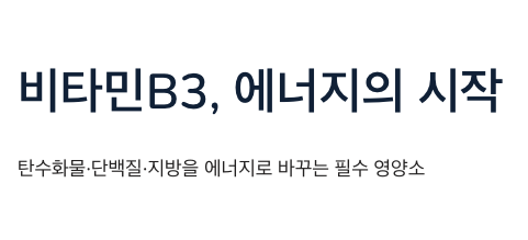 비타민B3 에너지의 시작