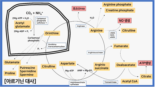 아르기닌의 효능