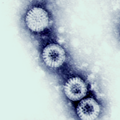 로타바이러스무료접종