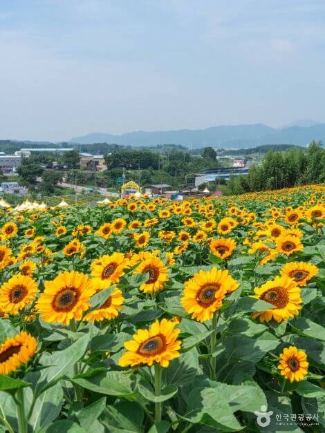 함안 가볼만한곳 베스트 10