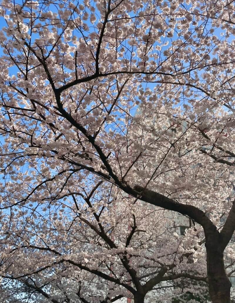 벚꽃축제 /부산 벚꽃 드라이브 코스 /숨은 벚꽃명소