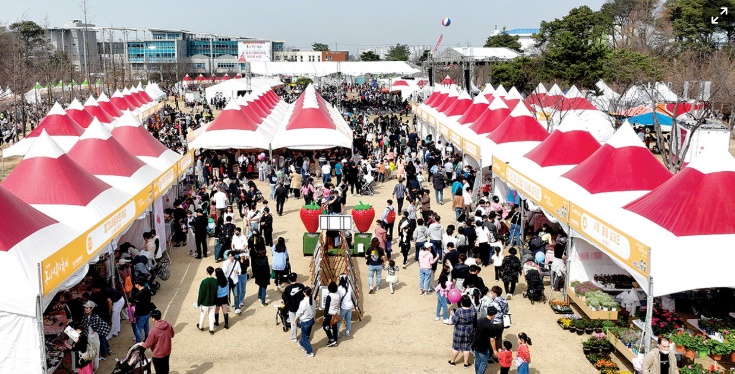 딸기축제