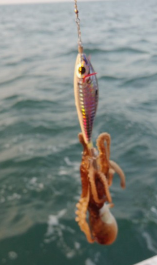 알트태그-주꾸미 낚시 인조 미끼