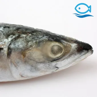 고등어 굽는 방법 비린내 잡기 레시피_16