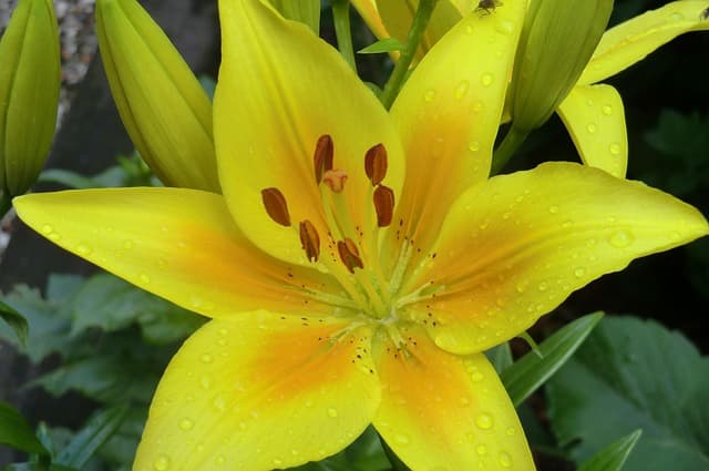 형사보상 청구 시 변호인 선임비 반환 기준 판례 분석