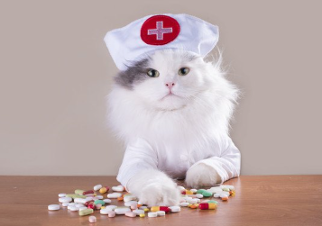 간호사 고양이와 약.