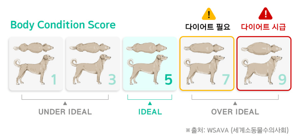 비만도 측정