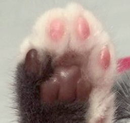 고양이 발바닥 관리 방법 건강 확인법 총정리