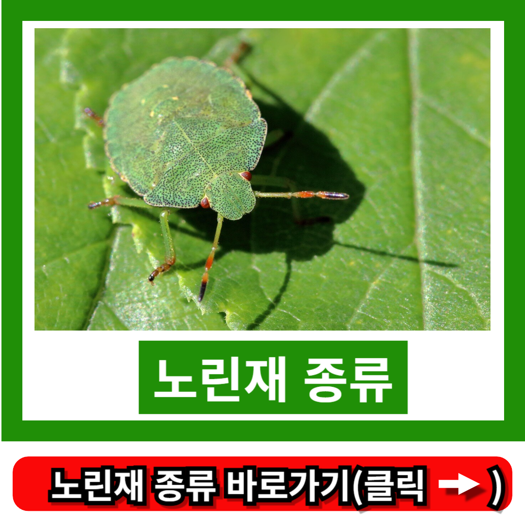 노린재 종류