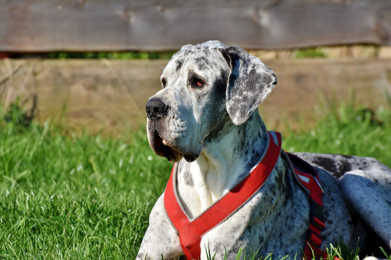 그레이트 덴 (Great Dane)