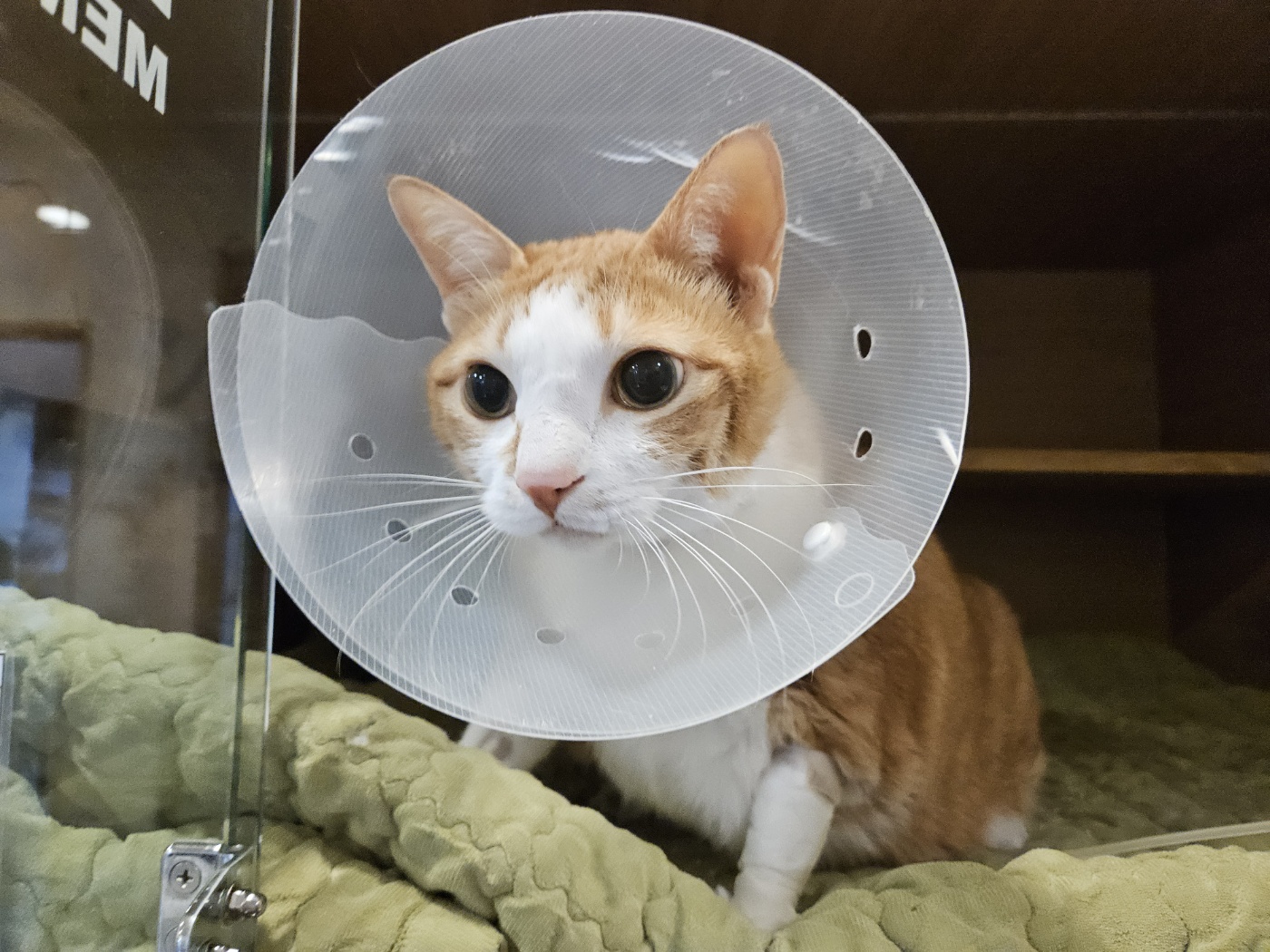 병원에서_온_호야_소식_3