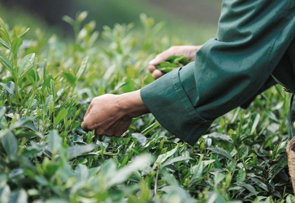 하루미츠말차브리즈 효능 효과
