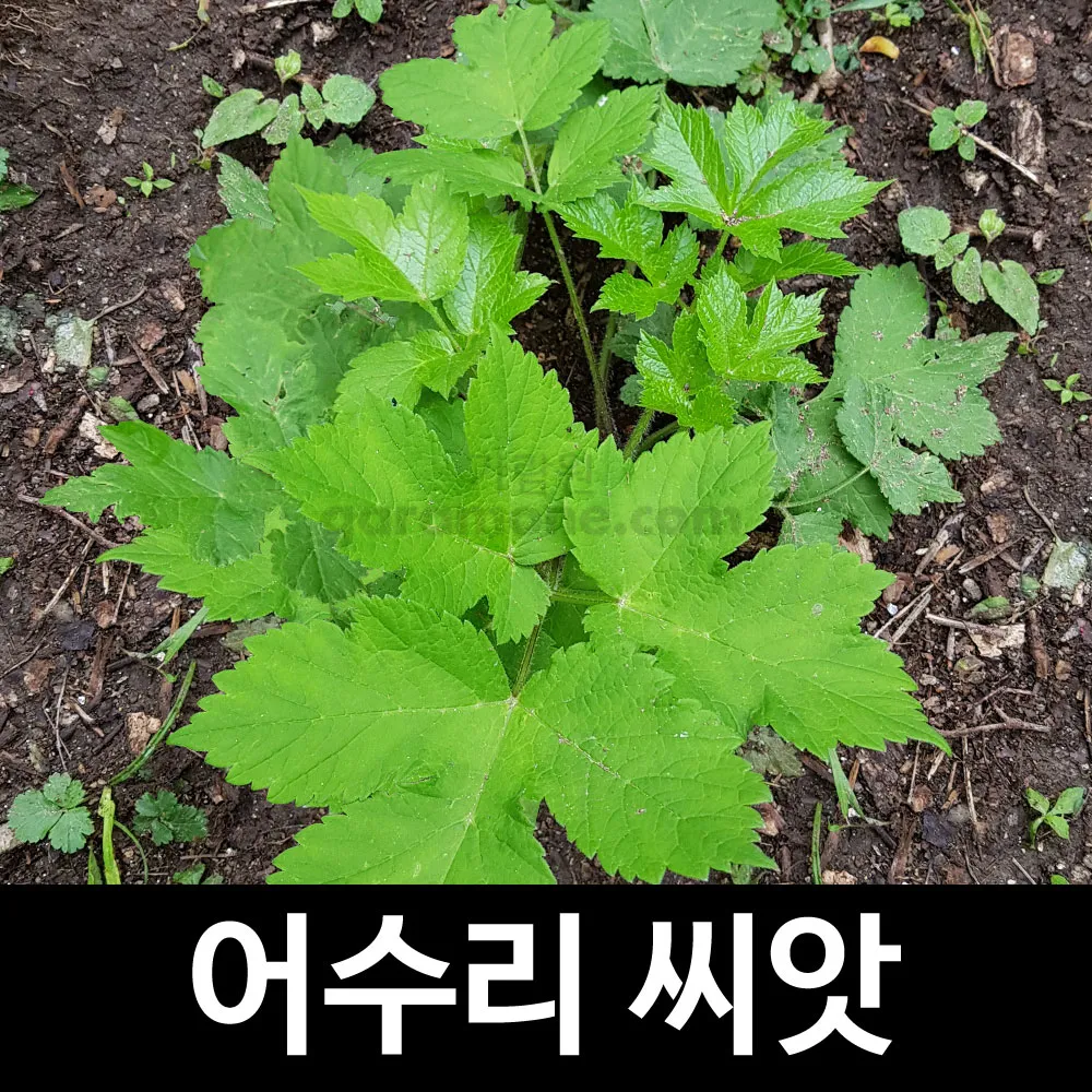 고급 산채 어수리 나물_2