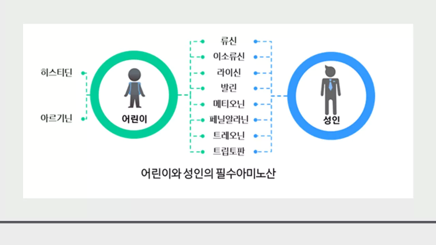 어린이와-성인의-필수-아미노산